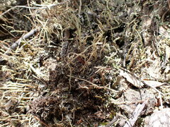 Cladonia glebosa