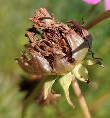 Cosmos bipinnatus