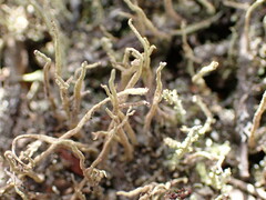 Cladonia glebosa