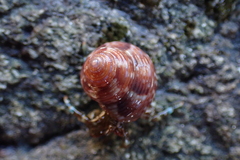 Calliostoma supragranosum