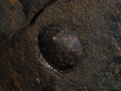 Cellana testudinaria