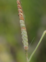 Paspalum orbiculare
