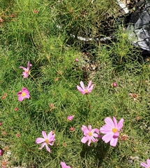 Cosmos bipinnatus