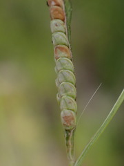 Paspalum orbiculare
