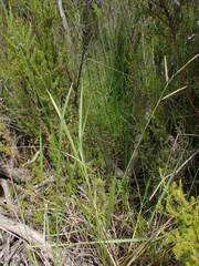 Paspalum orbiculare