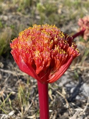 Haemanthus sanguineus