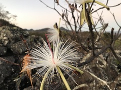 Pseudobombax campestre