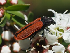 Castiarina erythroptera