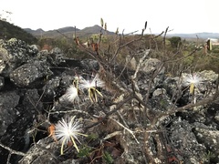 Pseudobombax campestre