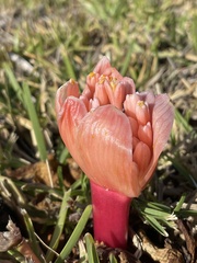 Haemanthus sanguineus