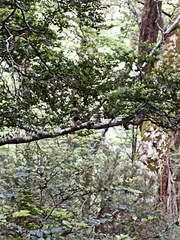 Petroica macrocephala macrocephala