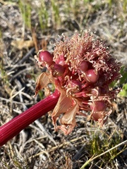 Haemanthus sanguineus