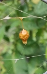 Argyrodes antipodianus