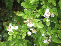 Rosa maximowicziana