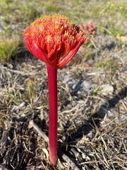 Haemanthus sanguineus