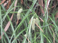 Carex maximowiczii