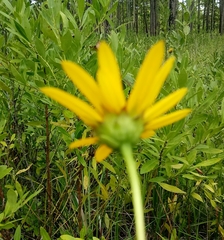 Helianthus heterophyllus