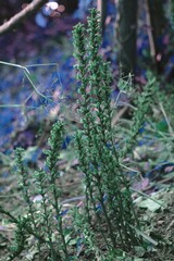 Orobanche hederae