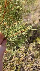 Hakea trifurcata