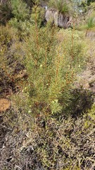 Hakea trifurcata