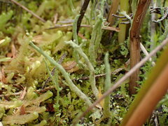 Cladonia glebosa