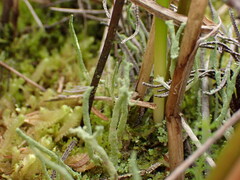 Cladonia glebosa