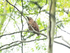 Micropternus brachyurus