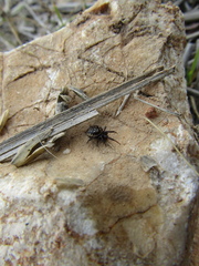 Steatoda albomaculata