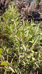 Hakea incrassata