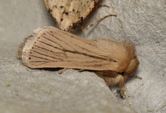 Bathytricha leonina