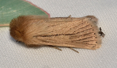 Bathytricha leonina
