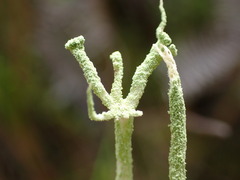 Cladonia glebosa