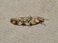 Opsitycha squalidella