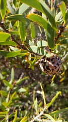 Hakea incrassata