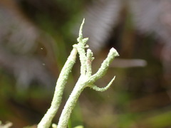 Cladonia glebosa