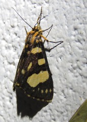 Periopta diversa
