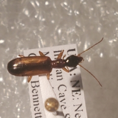 Leptotrachelus dorsalis