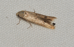 Platoloncha psamathina