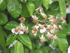 Rosa maximowicziana