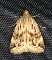 Eublemma staudingeri