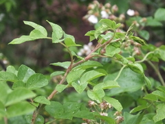 Rosa maximowicziana