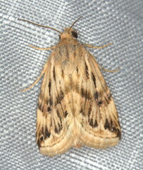 Eublemma staudingeri