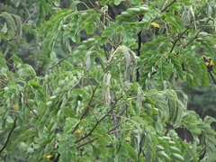 Albizia kalkora