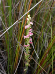 Spiranthes sinensis