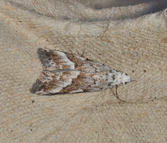 Nola albalis