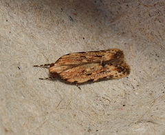 Ardozyga sisyraea