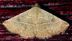 Eublemma brachygonia