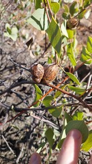 Hakea petiolaris