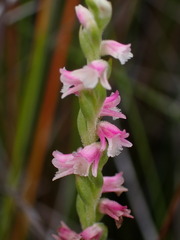 Spiranthes sinensis