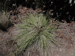 Stipa